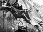 Japanese Plane shot down